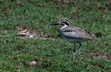 The great stone-grouse, or great thick-knee, is a large bird, an established breeder in tropical southern Asia from India, Pakistan, Sri Lanka, Bangladesh to Southeast Asia.