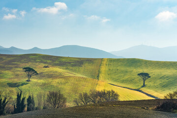 Two stone pines. Countryside landscape in Santa Luce, Tuscany