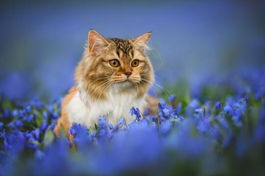 adorable long haired cat portrait on a field of blooming siberian squill flowers, outdoors in spring