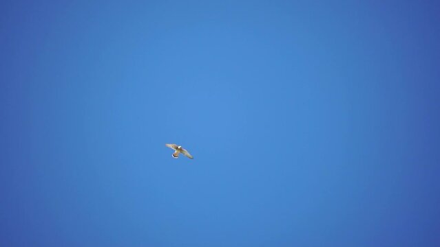 Predator falcon bird hovering in air, hunting for food on ground. Soaring falcon or hawk froze in the air above the ground, ready to rush down for prey. Slow motion