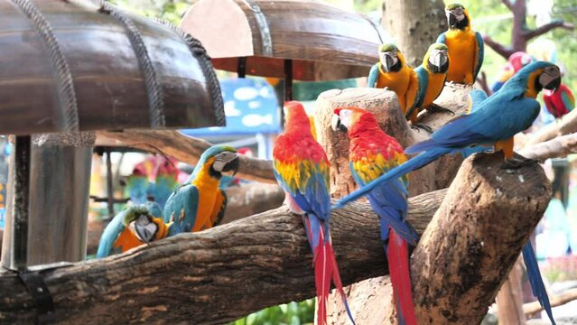 4k Birds footage; colorful parrot on dry tree, Birds at the Zoo, free colorful bird called 'Macaw' in zoo, Macaw bird in BANGKOK Thailand