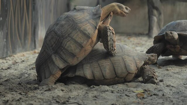 Male giant tortoises walk to mate with female turtles, Galapagos giant tortoises breeding in a zoo. Galapagos giant tortoise. breeding animals for breeding. Wild animals and nature stock footage.