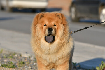 Chow chow, chinese dog breed, with blue and black colors tongue and  erect ears with rounded tips. Brown double coat fur. Portrait of domestic pet, on the leash. 