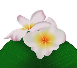 beautifull illustration 3d frangipani plumeria flower on green leaf