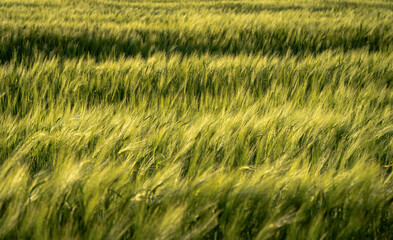 Green waves, grass field. Ecology concept. Sunny day. Landscape. Abstract wallapaper
