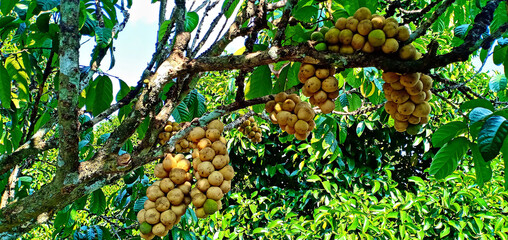 Longkong, a fruit native to Southeast Asia, has sweet and fragrant flesh. It is best enjoyed fresh