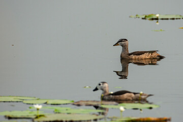 A pigmy goose bird looking for food on water near Kolkata