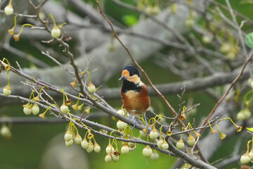 varied tit on a japanese snowball tree