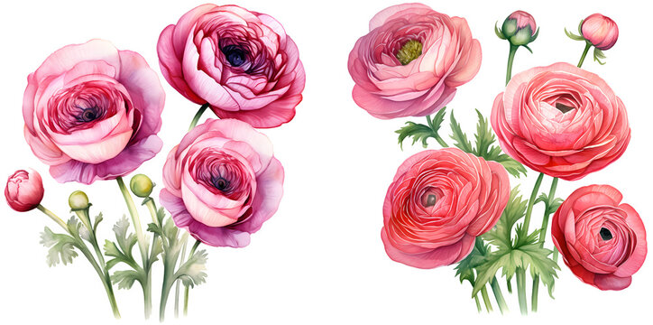 Pink ranunculus watercolor illustration clipart. Generative AI