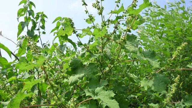 Xanthium strumarium. Its other names rough cocklebur, clotbur,&nbsp;common cocklebur, large cocklebur and woolgarie bur. This plant fruits has many medicinal properties.
