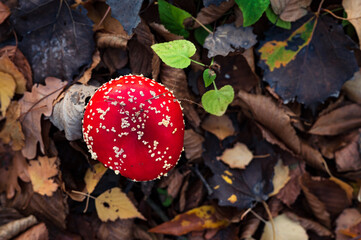 Amanita muscaria mushroom close-up. Psychedelic poison hallucinigen red mushrooms in focus in autumn