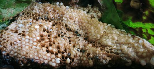 Traditional local cuisine includes bee larvae from the hive, wrapped in banana leaves and roasted over a charcoal stove
