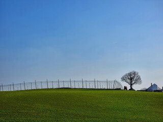 Hopefield with magnificent tree in Hallertau Bavaria