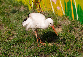 White stork (Ciconia ciconia).
A large wading bird. It is a white bird with black wing tips, a long neck, a long, thin, red beak and long reddish legs. - 676270000