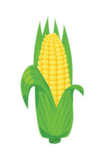 Corn vector. Corn on the cob. Corn cob cartoon. Organic food, vegetables concept. Flat vector in cartoon style isolated on white background.