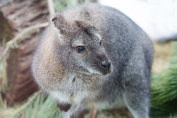 Kangaroo.
Kangaroos are a family of marsupial mammals. Common in Australia. Twilight animals, very careful. - 676270620