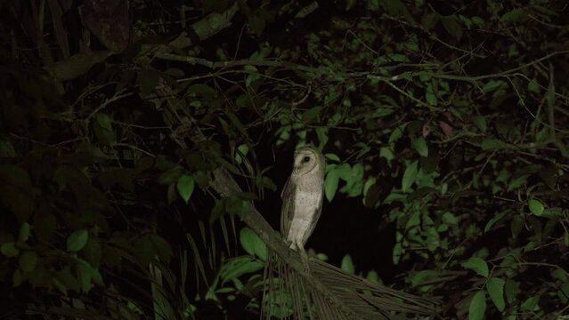 A Javan husky owl or Tyto alba. perch on tree branches at night.