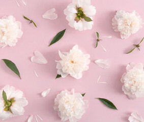 White peony flowers on a pastel pink background. Top view.