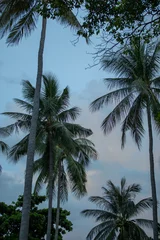 Rolgordijnen Palm © Jb