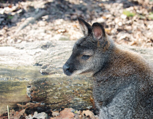 Kangaroo.
Kangaroos are a family of marsupial mammals. Common in Australia. Twilight animals, very careful. - 676271297