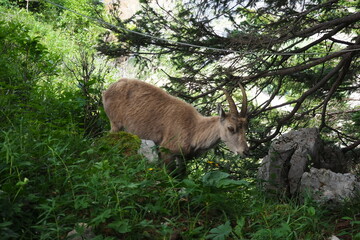 ひょこっと現れたアイベックス(もしくはシカ) in フランス