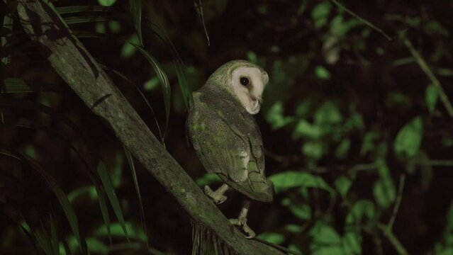 Tyto alba. observe the Javan Serak owl or common barn owl at night. using a flashlight beam.
