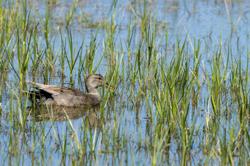 Gadwall (Mareca strepera), camouflaged on the grasses at the pond