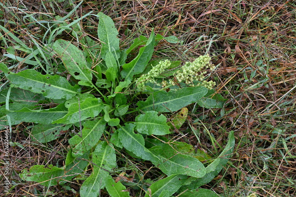 Sticker japanese dock ( rumex japonicus ) fruits. polygonaceae perennial plants. achenes after flowers turn 