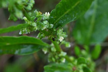 Japanese dock ( Rumex japonicus ) fruits. Polygonaceae perennial plants. Achenes after flowers turn from green to brown when ripe. It is a wild vegetable and also has medicinal uses.