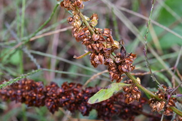 Japanese dock ( Rumex japonicus ) fruits. Polygonaceae perennial plants. Achenes after flowers turn from green to brown when ripe. It is a wild vegetable and also has medicinal uses.