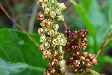 Japanese dock ( Rumex japonicus ) fruits. Polygonaceae perennial plants. Achenes after flowers turn from green to brown when ripe. It is a wild vegetable and also has medicinal uses.