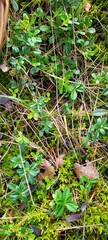 Naklejka na ściany i meble green moss on the ground