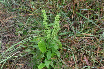 Japanese dock ( Rumex japonicus ) fruits. Polygonaceae perennial plants. Achenes after flowers turn from green to brown when ripe. It is a wild vegetable and also has medicinal uses.