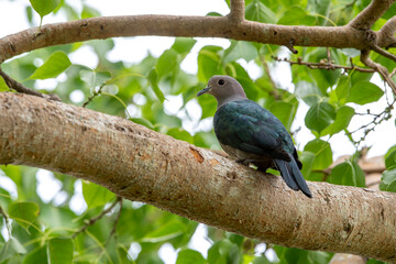 The green imperial pigeon is a large forest pigeon. Its broad range extends from Nepal, southern India and Sri Lanka eastward to southern China, Indonesia and the Philippines.