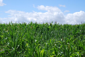 Corn grows under the sun. The field is planted with corn, a plant with long green leaves and long stems. Rare seed flowers are visible. From above there is a blue sky with white cumulus clouds.