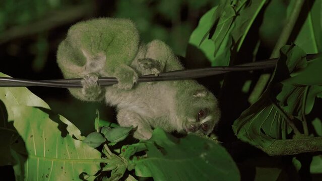 A Sumatran slow loris or Nycticebus coucang, moves slowly between tree branches at night. Nocturnal animals. 