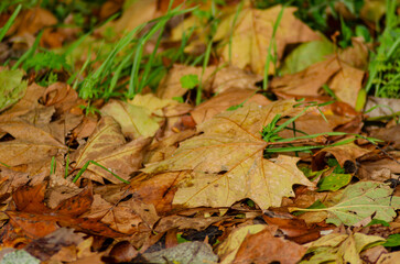 selective focus, dry fallen leaves in autumn