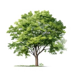 Fototapeta na wymiar Watercolor tree illustrations on a white background