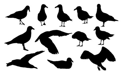 Seagull silhouettes set. Sea gulls stand, fly and swim. Realistic vector bird