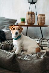 Portrait of a rough-coated jack russell terrier sitting in a dog bed. A small rough-coated dog with funny fur spots rests in a deckchair in a home interior. Close-up