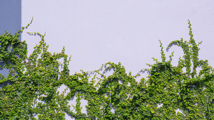 Green creeper plant are growing on gray cement wall background, Exterior wall decoration with ivy...