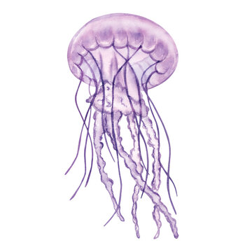 Transparent lilac jellyfish, medusa. Deep sea toxic animal. Cartoon sketch aquarium decor. Hand-drawn watercolor illustration isolated on white background