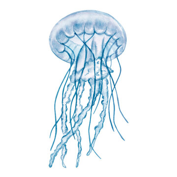 Transparent blue jellyfish, medusa. Deep sea toxic animal. Cartoon sketch aquarium decor. Hand-drawn watercolor illustration isolated on white background