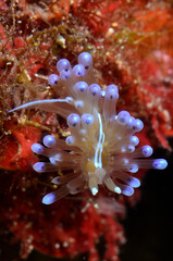 Nudibranco, lumaca di mare