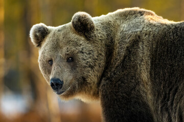 Big male brown bear looking back