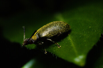 bug on leaf