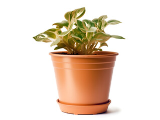 Plastic flower pot isolated on a white background