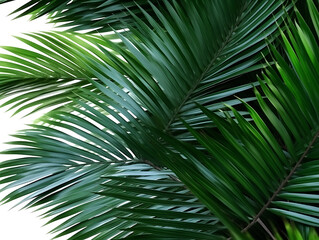 Palm green leaves background