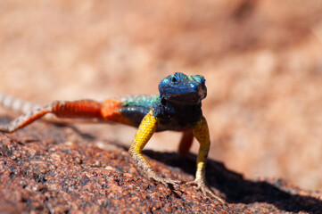 Broadley's flat lizard