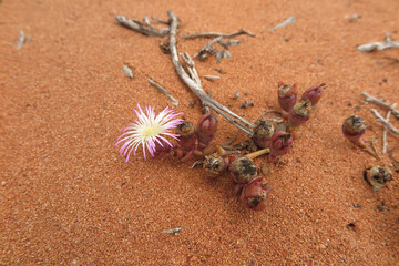 Blühendes Eiskraut im roten Sand der Karoo mit einzelner Blüte